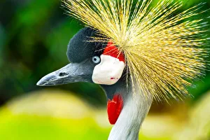 Neck Prints: Southern crowned crane (Balearica regulorum)