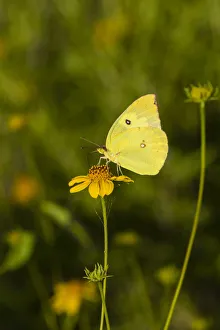 Hidalgo County Prints: Southern Dogface (Colias cesonia) butterfly feeding