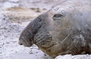 Seal Prints: Southern Elephant Seal adult bull moulting on beach, Falkland Islands, January