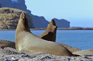 Southern Elephant Seal female (cow) (mirounga leonina) portrait of fighting cows in harem