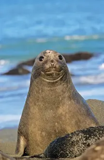 South Georgia Prints: Southern Elephant Seal female (cow) (mirounga leonina) portrait during harem and mating season