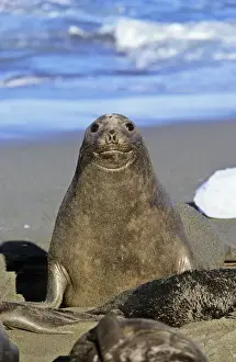 Southern Elephant Seal female (cow) (mirounga leonina) portrait during harem and mating season