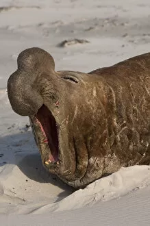 Images Dated 10th October 2007: Southern Elephant Seal (Mirounga leonina) Bull Sea Lion Island. South of mainland