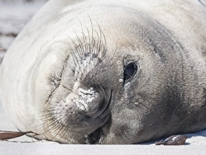 Images Dated 4th January 2015: Southern elephant seal (Mirounga leonina), weaned pup. South America, Falkland Islands