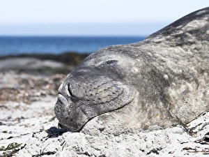 Images Dated 4th January 2015: Southern elephant seal (Mirounga leonina)