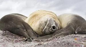 Southern elephant seal (Mirounga leonina), male, after breeding period on the Falkland Islands