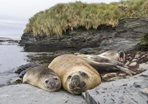 Seal Prints: Southern elephant seal (Mirounga leonina)