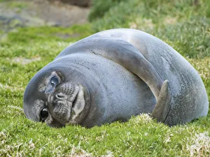 Images Dated 27th October 2017: Southern elephant seal (Mirounga leonina), weaned pup on beach. South Georgia Island