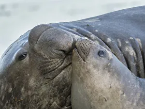 Southern elephant seal (Mirounga leonina), bull and female on beach. South Georgia Island