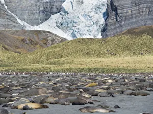Images Dated 28th October 2017: Southern elephant seal (Mirounga leonina), beach with huge colony at Gold Harbor