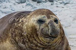 Seal Prints: A southern elephant seal, Mirounga leonina, portrait. Sea Lion Island, Falkland Islands