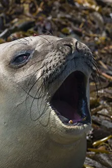 Prints of Southern elephant seal, Mirounga leonina, barking Images Dated 2016 December: Southern elephant seal, Mirounga leonina, barking