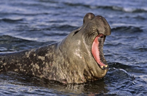 South Georgia Prints: Southern Elephant Seal (mirounga leonina) bull, portrait full face with threat