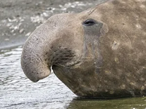 Images Dated 28th October 2017: Southern elephant seal (Mirounga leonina) bull on beach