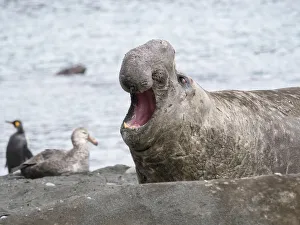 Images Dated 28th October 2017: Southern elephant seal (Mirounga leonina) bull on beach showing threat behavior