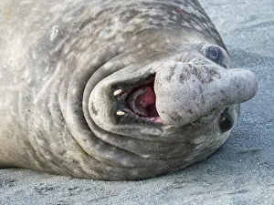Images Dated 28th October 2017: Southern elephant seal (Mirounga leonina) bull on beach showing threat behavior