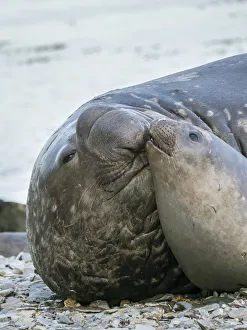 Images Dated 27th October 2017: Southern elephant seal (Mirounga leonina) bull and female on beach