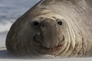 Southern Elephant Seal (Mirounga leonina) Bull Sea Lion Island. South of mainland