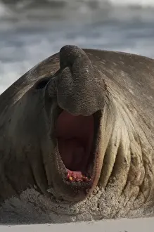 Southern Elephant Seal (Mirounga leonina) Bull Sea Lion Island. South of mainland