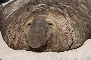 Southern Elephant Seal (Mirounga leonina) Bull on theSea Lion Island, south of mainland