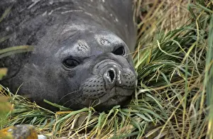 Southern Elephant Seal (mirounga leonina) cows during moulting on beach with tussock