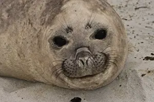 Images Dated 18th October 2007: Southern Elephant Seal (Mirounga leonina) female resting on Sea Lion Island