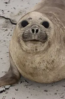 Images Dated 18th October 2007: Southern Elephant Seal (Mirounga leonina) female resting on Sea Lion Island