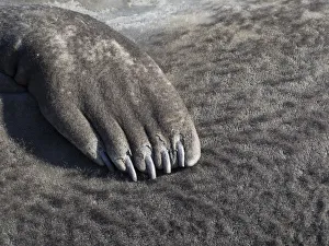 Southern elephant seal (Mirounga leonina) flipper of a pup on beach