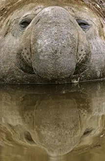 Southern Elephant Seal (mirounga leonina) portrait of bull during harem and mating season