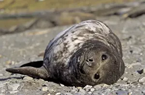Southern Elephant Seal (mirounga leonina) portrait of pub, Island of South Georgia