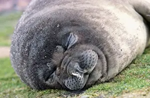 Southern Elephant Seal (mirounga leonina) portrait of pub, Island of South Georgia