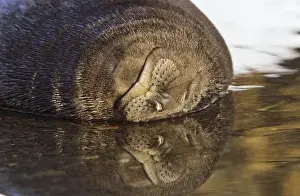 Southern Elephant Seal (mirounga leonina) portrait of pub, face reflecting in water
