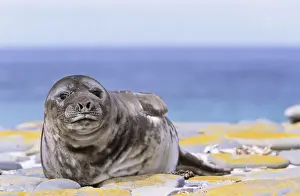 Southern Elephant Seal (mirounga leonina) portrait of pub, Falkland Islands, November