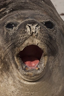 Whisker Prints: Southern Elephant Seal (Mirounga leonina) a pup, and only a few days old. Sea Lion Island