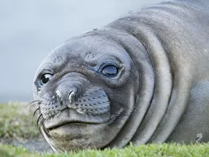 Images Dated 25th June 2018: Southern elephant seal (Mirounga leonina) weaned pup on beach