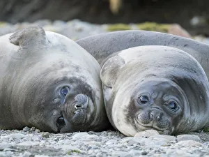 Seal Prints: Southern elephant seal (Mirounga leonina) weaned pup on beach