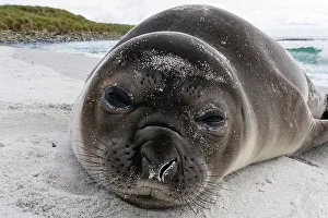 Relaxation Prints: Southern elephant seal pup, Mirounga leonina