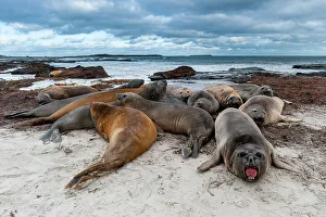 Relaxation Prints: Southern elephant seals, Mirounga leonina