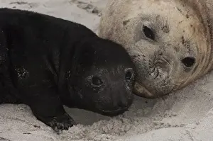 Youth Prints: Southern Elephant Seals (Mirounga leonina) mother and pup