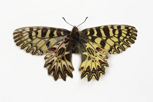 Bottom Prints: Southern Festoon Butterfly comparing wing top and bottom