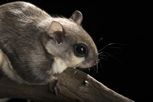 Images Dated 21st February 2013: Southern flying squirrel, Glaucomys volans, controlled situation, Florida