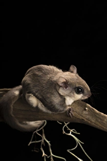 Southern flying squirrel, Glaucomys volans, controlled situation, Florida Southern flying squirrel, Glaucomys volans, controlled situation, Florida