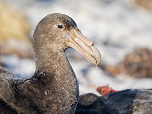 Subantarctic Prints: Southern giant petrel at a carcass of a southern elephant seal pup on Sea Lion Island