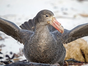 Subantarctic Prints: Southern giant petrel at a carcass of a southern elephant seal pup on Sea Lion Island