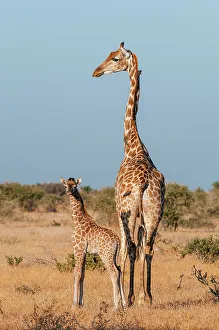 Giraffe Prints: A southern giraffe, Giraffa camelopardalis