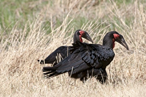Images Dated 9th September 2012: Southern ground hornbill (Bucorvus leadbeateri), Okavango delta, Botswana