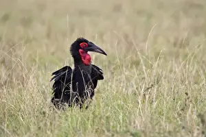 Images Dated 29th August 2011: Southern Ground Hornbill or cafer (Bucorvus leadbeateri), Masai Mara, Kenya, Africa