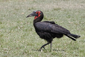 Images Dated 31st August 2011: Southern Ground Hornbill, Masai Mara, Kenya, Africa
