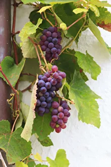 Grapevine Prints: Southern Italy, Puglia. Ripe grapes on vines