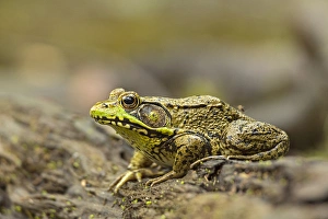 Southern Leopard Frog, Rana sphenocephala, Kentucky